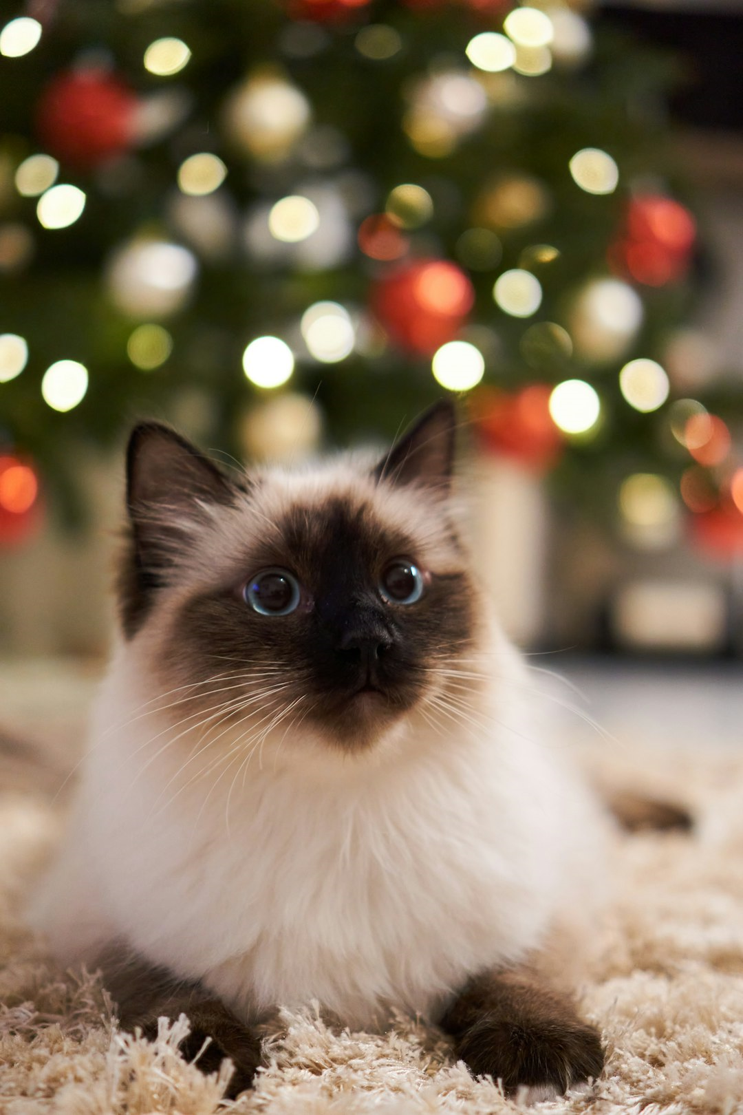 A picture of a cat.